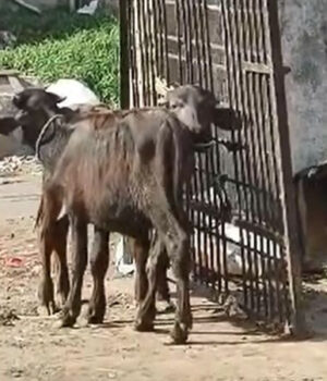 ક્રાંતિ સમય