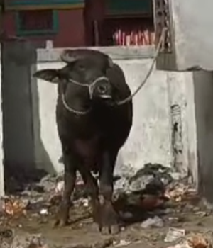 ક્રાંતિ સમય